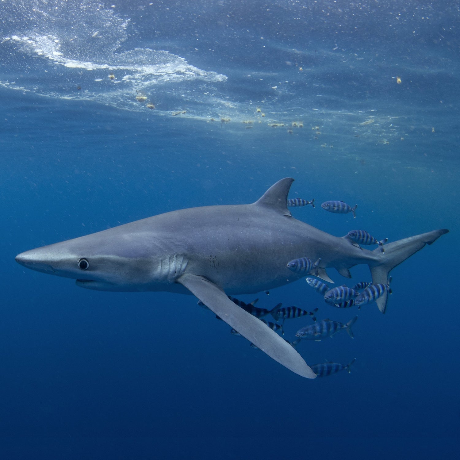 Tiburón Azul - the guardian of the ocean