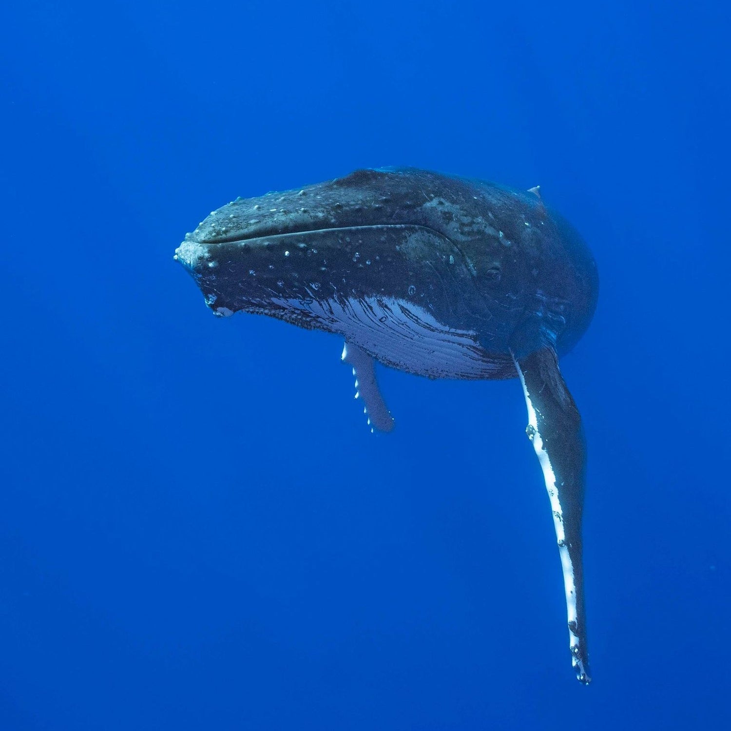 Ballena Jorobada - The Ocean Singer