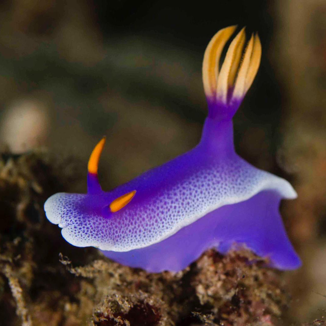 Nudibranquio - the tiny marvel