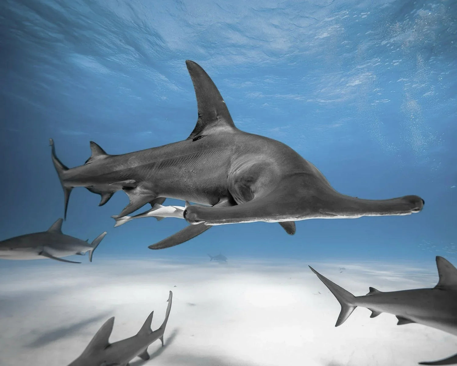 Tiburón Martillo - the sentinel of the ocean