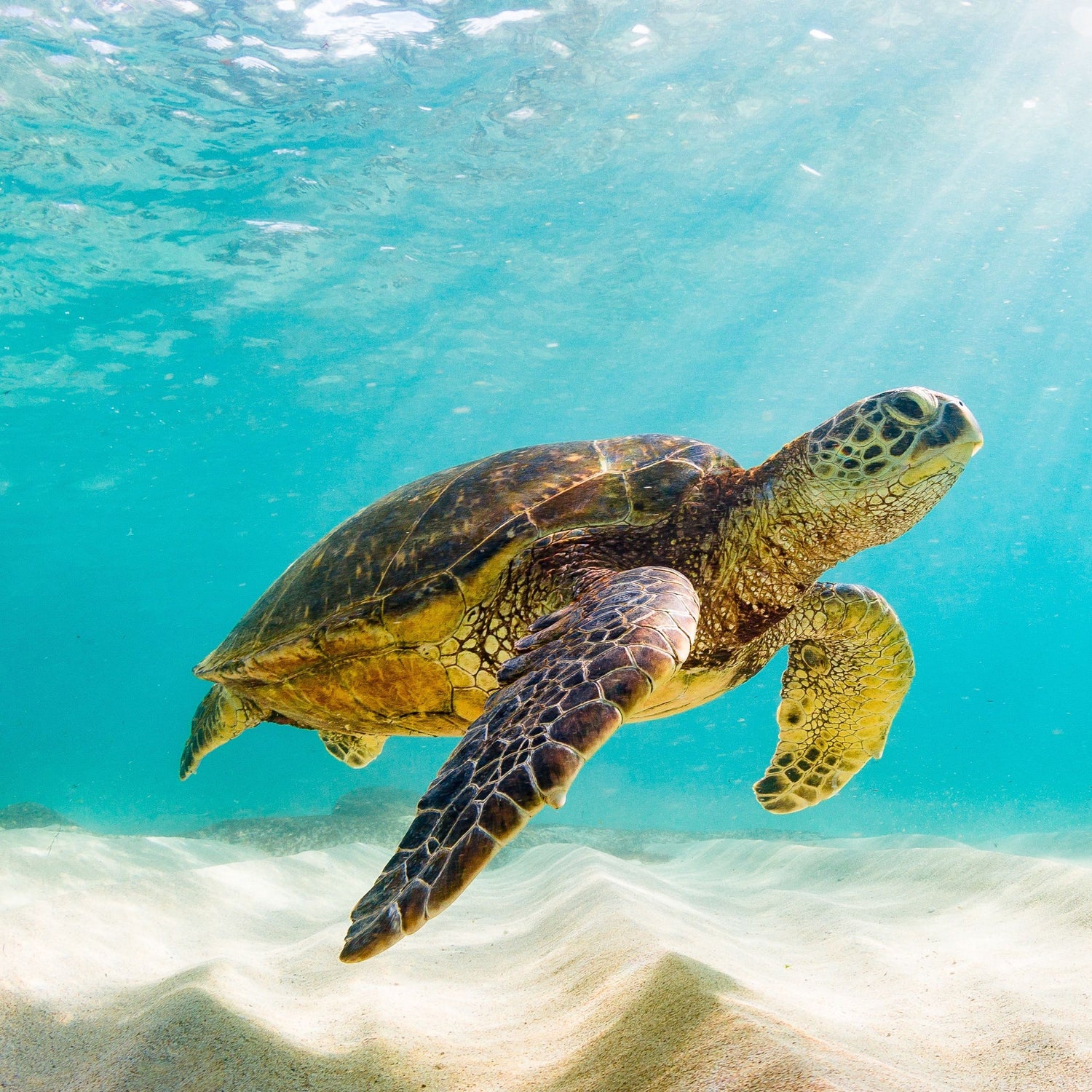 Tortuga verde - the wise wanderer
