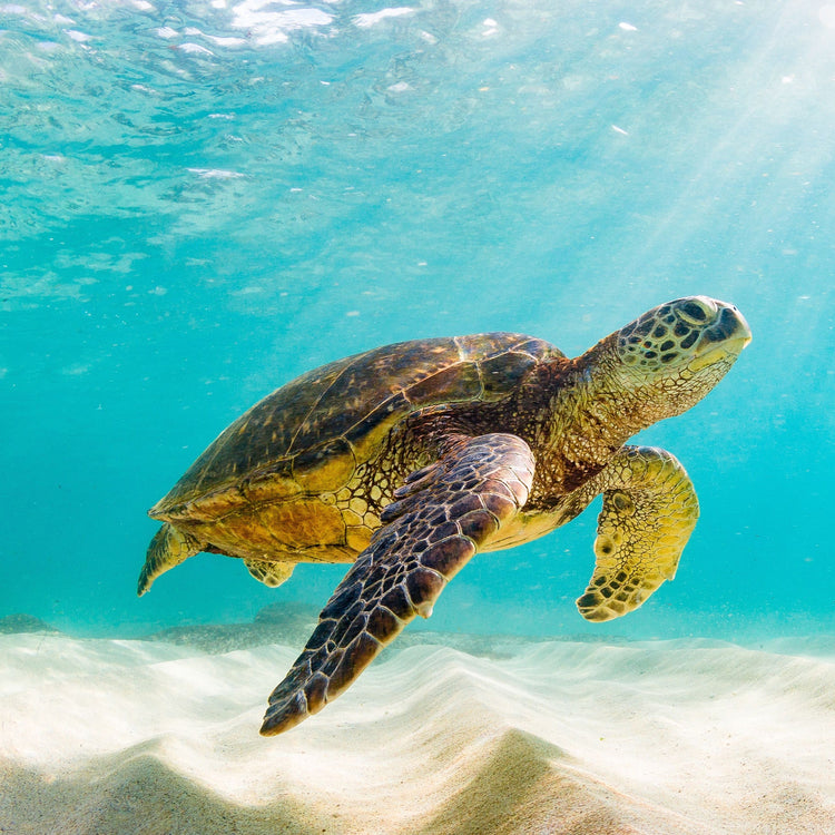 Tortuga verde - the wise wanderer