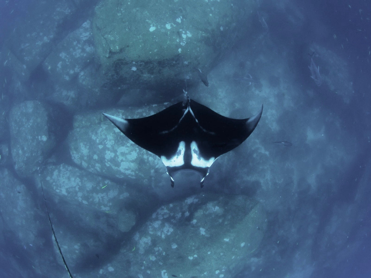 Manta Oceánica - the majestic glider