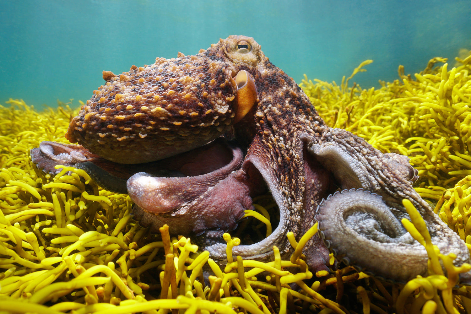 Pulpo - the ocean magician