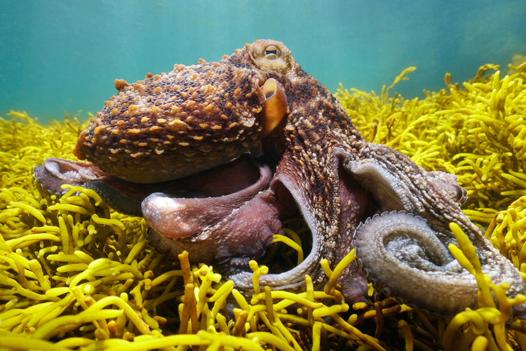 Pulpo - the ocean magician
