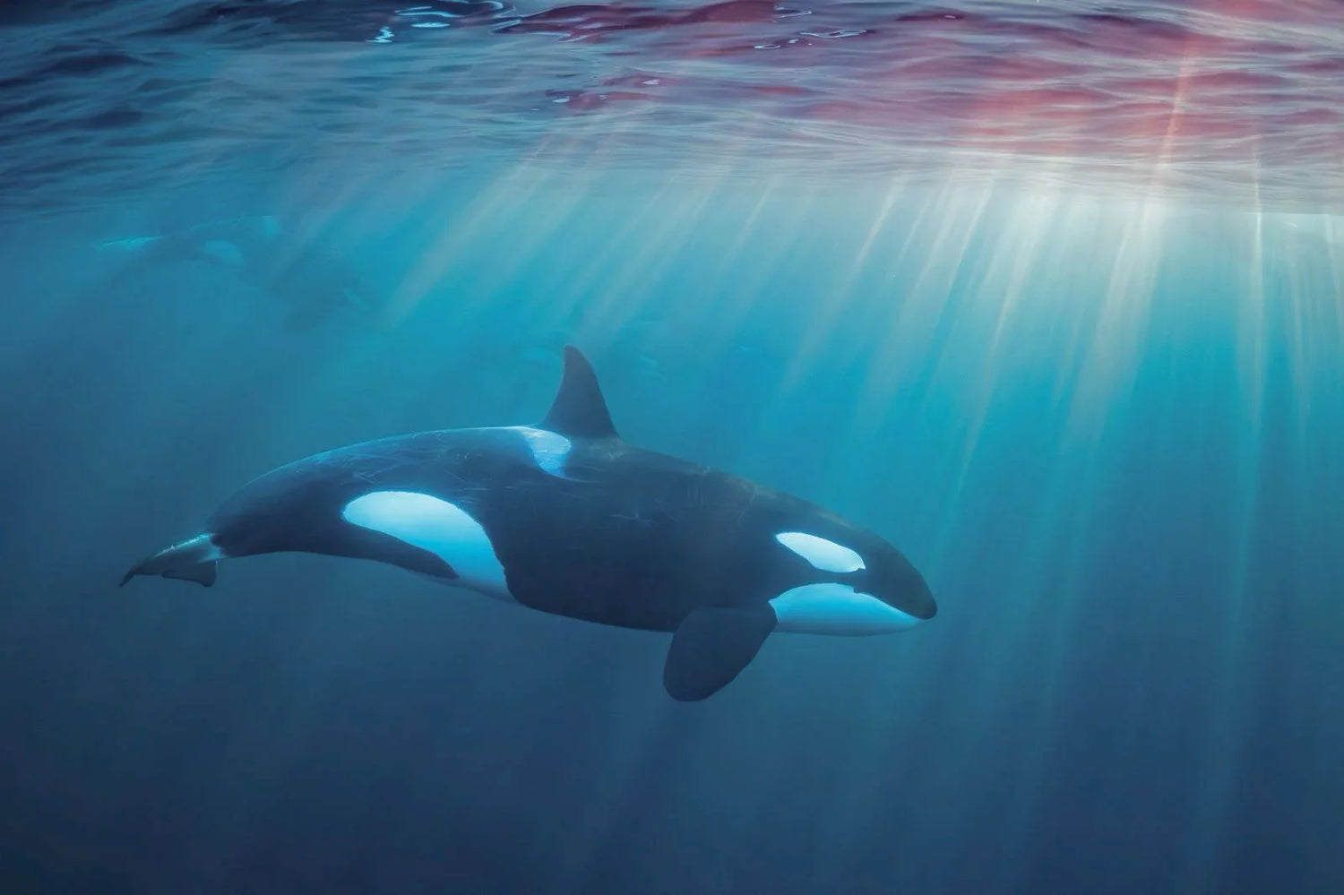 Orca - the ocean ruler