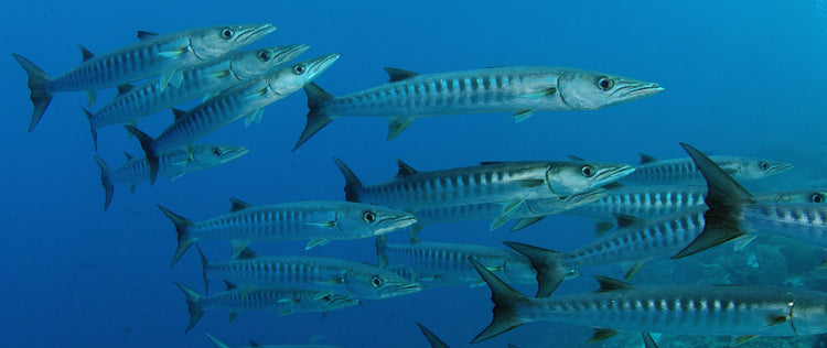 Barracuda - La Cazadora Plateada