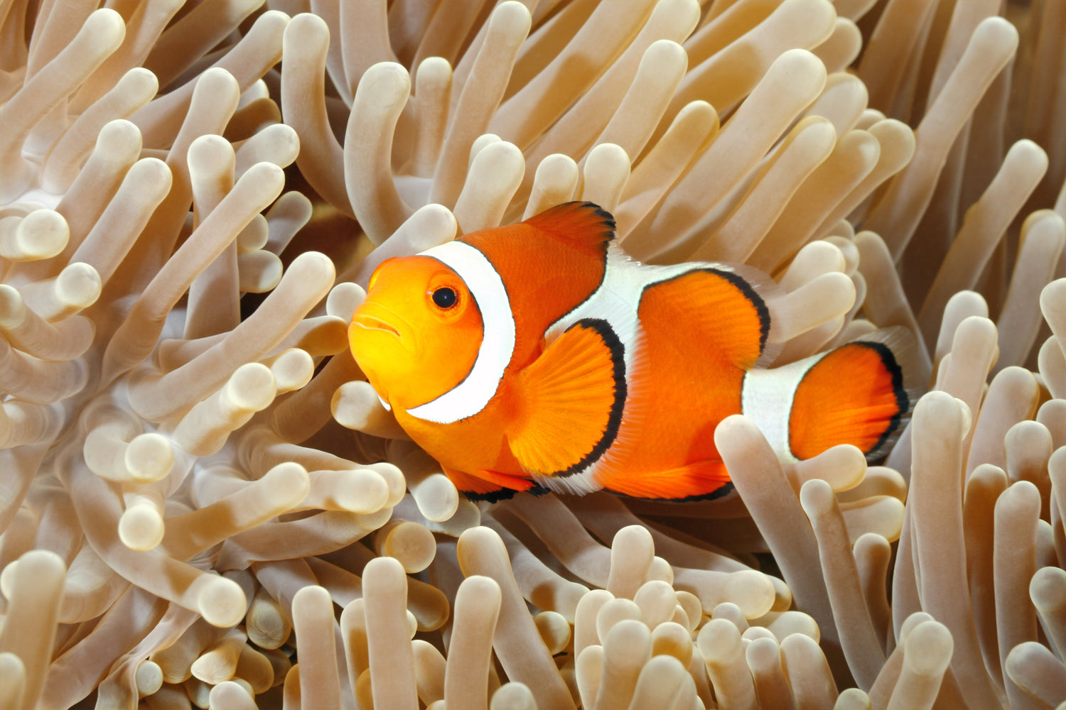 Pez Payaso - the anemone dancer