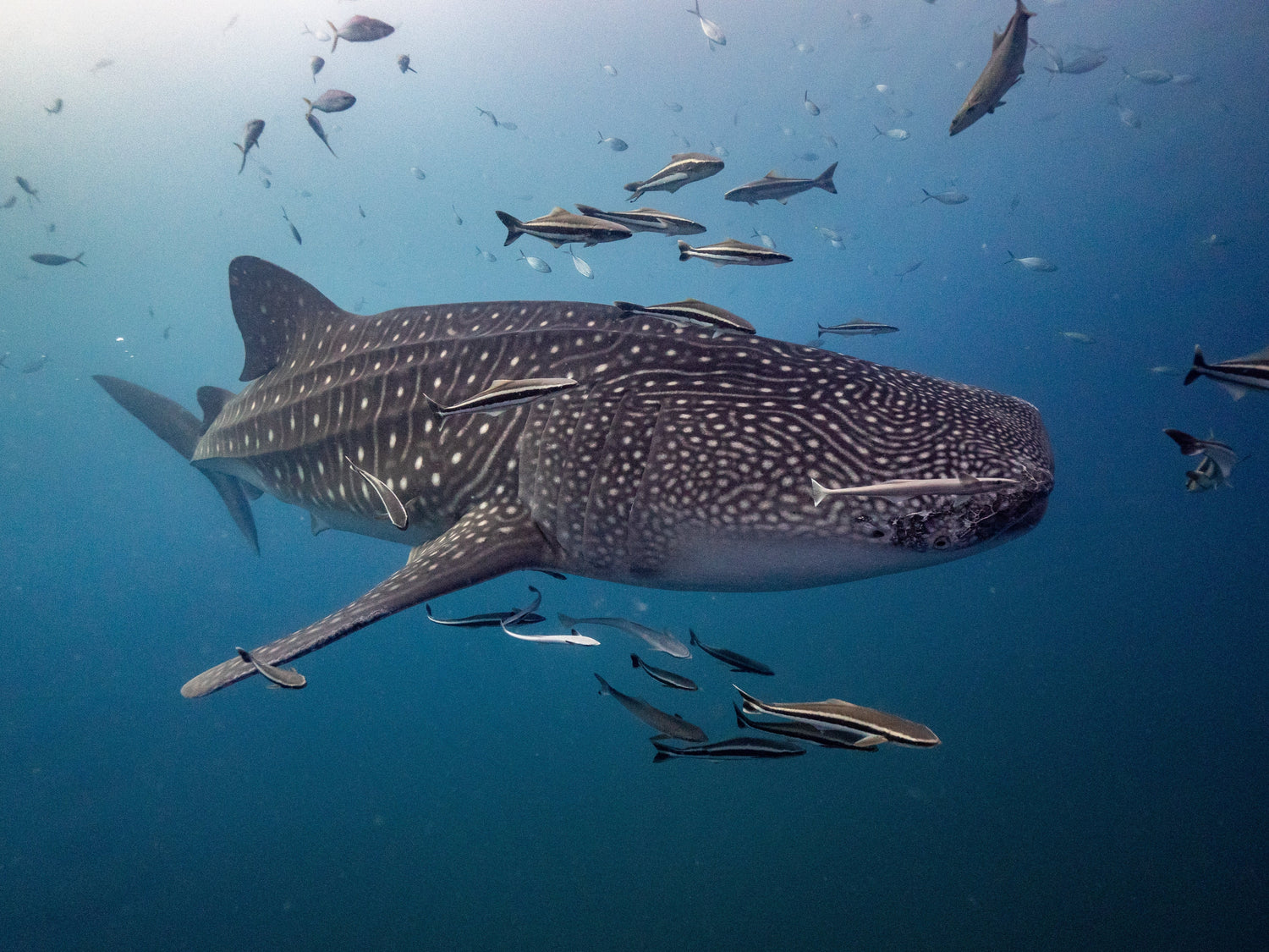 Tiburón Ballena - the gentle giant